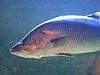 Fisch