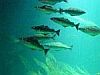 Fische